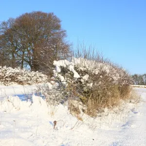 Burford Burford