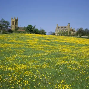 Buttercups Buttercups