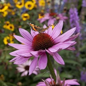 Butterfly ( red admiral ) feeding on Echinacea (Purpurea Pow Wow ) on a summers day in garden in Cornwall
