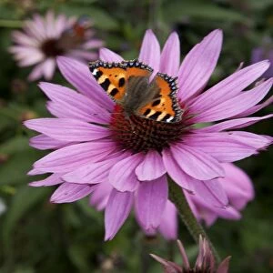 Butterfly ( red admiral ) feeding on Echinacea (Purpurea Pow Wow ) on a summers day in garden in Cornwall