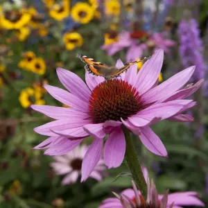 Red Admiral Feeding on Echinacea Print Red Admiral Feeding on Echinacea Print