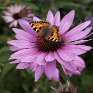 Red Admiral on Echinacea Print Red Admiral on Echinacea Print