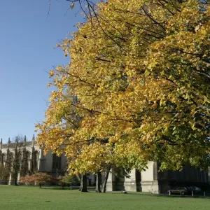Cheltenham Autumn Print, Cotswolds Scene near Cheltenham College Cheltenham Autumn Print, Cotswolds Scene near Cheltenham College