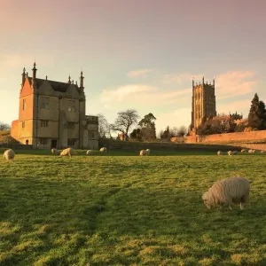 Chipping Campden Print: Sheep grazing below the church and Old Manor House Chipping Campden Print: Sheep grazing below the church and Old Manor House