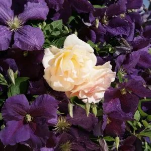Clematis Clematis