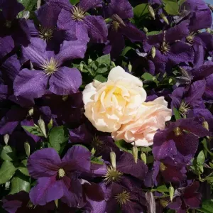 Clematis and Climbing Rose Print Clematis and Climbing Rose Print