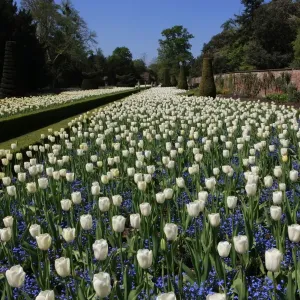 Cliveden Long Garden Print: Buckinghamshire England Floral Scene Cliveden Long Garden Print: Buckinghamshire England Floral Scene