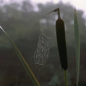 Cobweb Cobweb