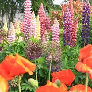 Cotswold Garden Print: Northleach Flowers Cotswold Garden Print: Northleach Flowers