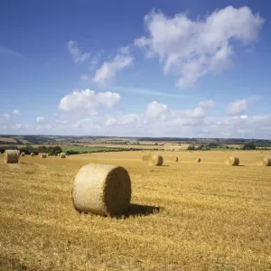 Harvest de Cotswold Harvest de Cotswold
