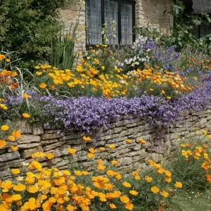 Cottage garden Cottage garden