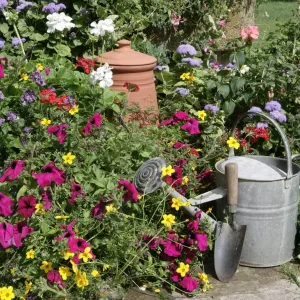 Cottage garden
