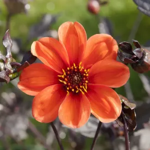 Dahlia - Bishop of Oxford Print Dahlia - Bishop of Oxford Print