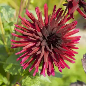 Hidden Valley Garden Cornwall Dahlia Print Hidden Valley Garden Cornwall Dahlia Print