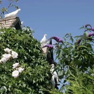 Doves