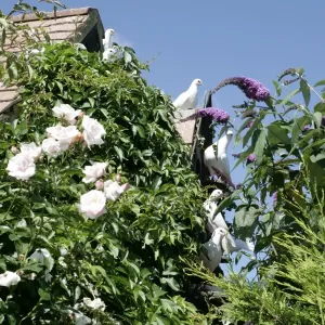 Doves