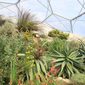Temperate Biome Print at the Eden Project Temperate Biome Print at the Eden Project