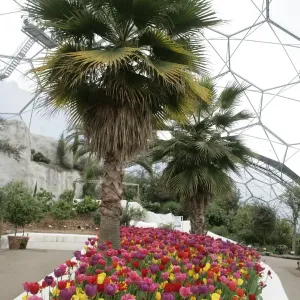 Eden Project Cornwall Glass Biome Print Eden Project Cornwall Glass Biome Print