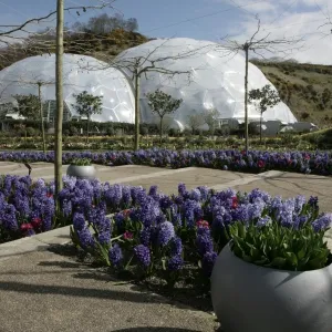 Eden Project Cornwall Print - Large Glass Biome Eden Project Cornwall Print - Large Glass Biome