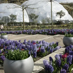Eden Project Cornwall Print - Large Glass Biome Eden Project Cornwall Print - Large Glass Biome