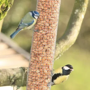 Feeding Time Print: Tits in a Garden near Looe Feeding Time Print: Tits in a Garden near Looe