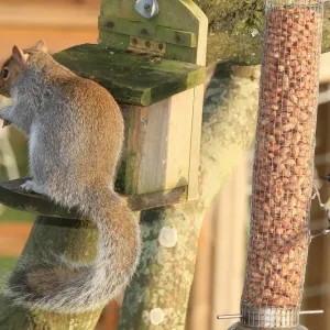 Feeding Time Print: Squirrel and Tit in Garden Feeding Time Print: Squirrel and Tit in Garden