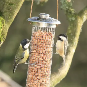 Print of Tits at Feeding Time in a Looe Garden Print of Tits at Feeding Time in a Looe Garden