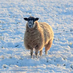 Sheep Sheep