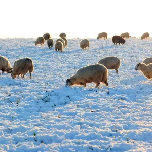 Sheep Sheep