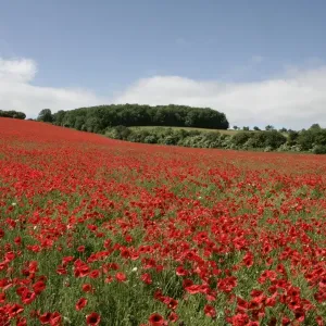 Poppy Field Print, Cotswold Landscape Poppy Field Print, Cotswold Landscape