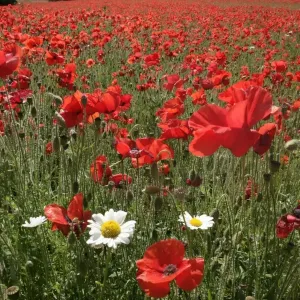 Poppy Poppy
