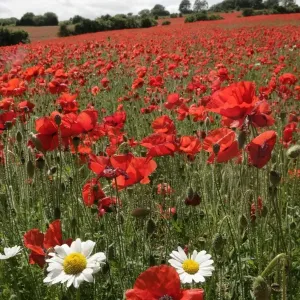 Poppy Field Print in the Cotswolds Countryside Poppy Field Print in the Cotswolds Countryside