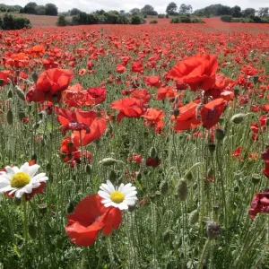 Poppy Poppy
