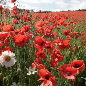 Poppy Poppy