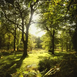 Bosque de Dean Bosque de Dean