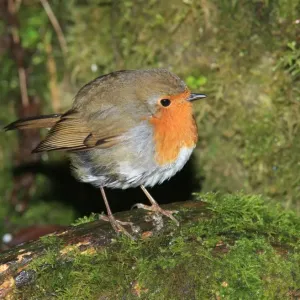 Winter Garden Print: Glass Bowing a Robin near Looe, Cornwall Winter Garden Print: Glass Bowing a Robin near Looe, Cornwall
