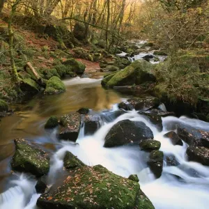 Golitha Falls Print: Autumn Scene on Upper Fowey River Golitha Falls Print: Autumn Scene on Upper Fowey River