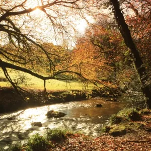 Golitha Falls Golitha Falls