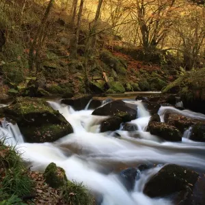 Golitha Falls Print: Autumn Fowey River Scene Golitha Falls Print: Autumn Fowey River Scene