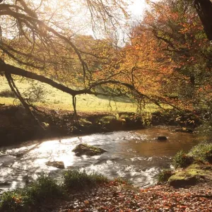 Golitha Falls Print: Autumn Scene on the Fowey River, Cornwall Golitha Falls Print: Autumn Scene on the Fowey River, Cornwall