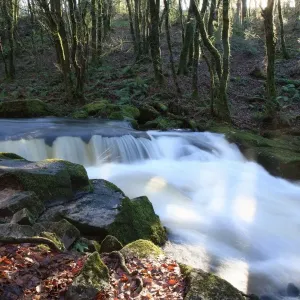 Golitha Falls Golitha Falls