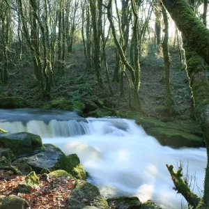 Golitha Falls Golitha Falls