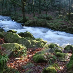 Golitha Falls Print - Winter Landscape on River Fowey Golitha Falls Print - Winter Landscape on River Fowey