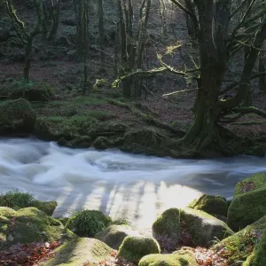 Golitha Falls Winter Print Golitha Falls Winter Print
