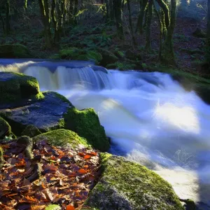 Golitha Falls Golitha Falls