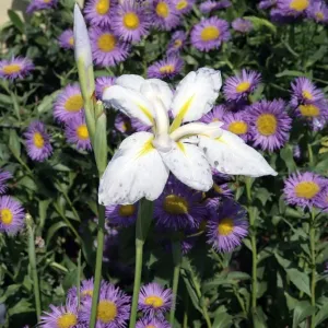 Hampton Court Flower Show Garden Border Print Hampton Court Flower Show Garden Border Print