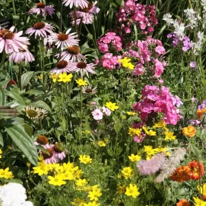 Hampton Court Flower Show Hampton Court Flower Show