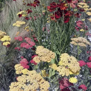 Hampton Court Flower Show Hampton Court Flower Show