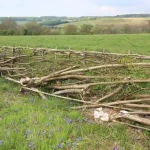 Hedging Hedging