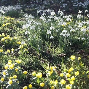 The National Collection of Snowdrops